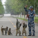 PLAAF’s way of preventing bird hits using bird hunting falcons and nest destroying monkeys 10